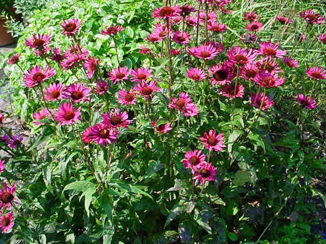 Plantenfiche-Echinacea-purpurea-Vintage-Wine-
