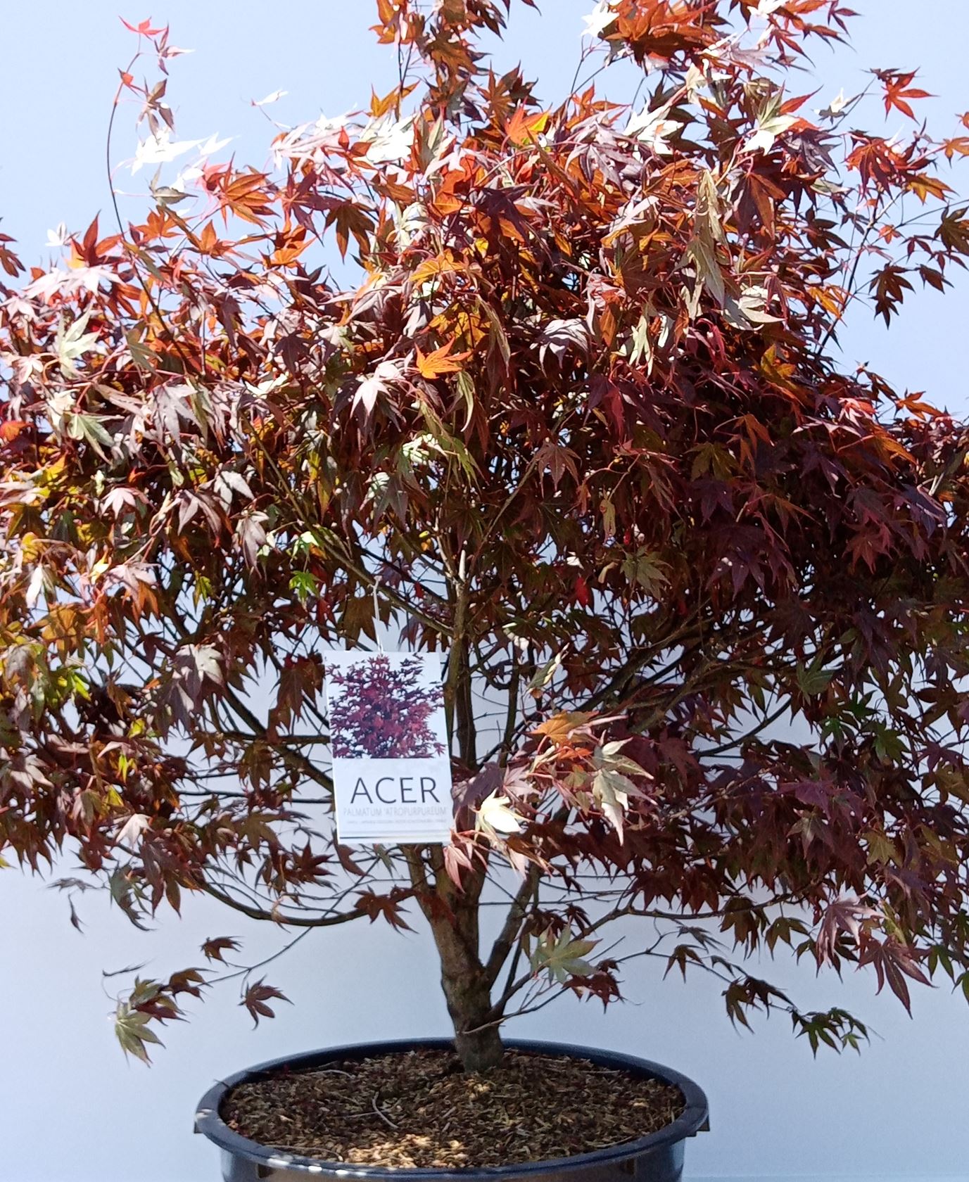 Acer palmatum 'Atropurpureum' - pot 65L - 150-175 cm