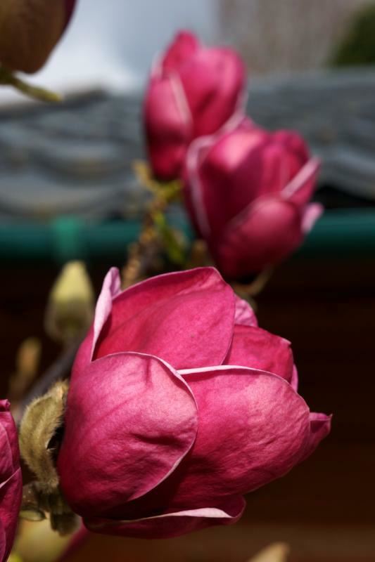 Plantenfiche-Magnolia-Genie-