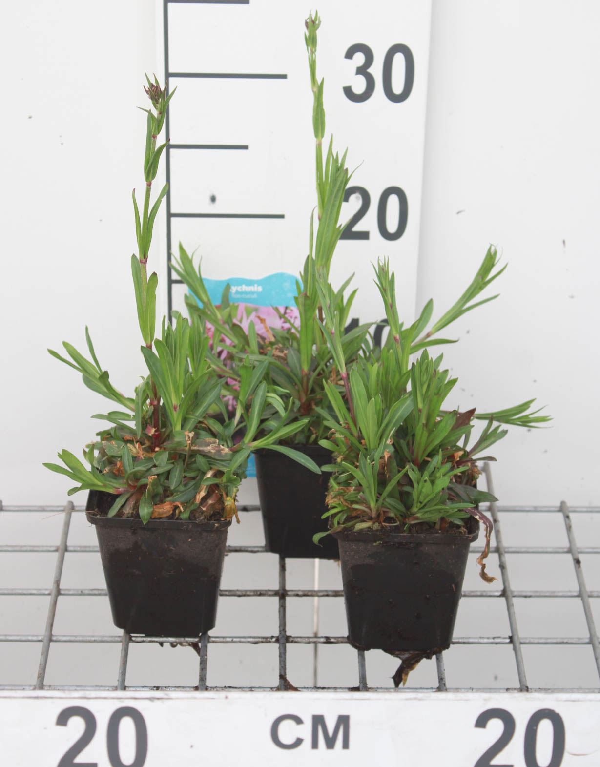 Lychnis flos-cuculi - pot 9x9 cm