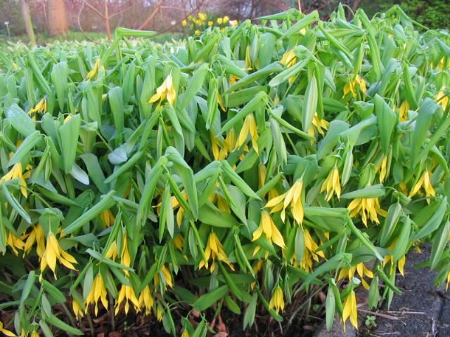 Plantenfiche-Uvularia-grandiflora
