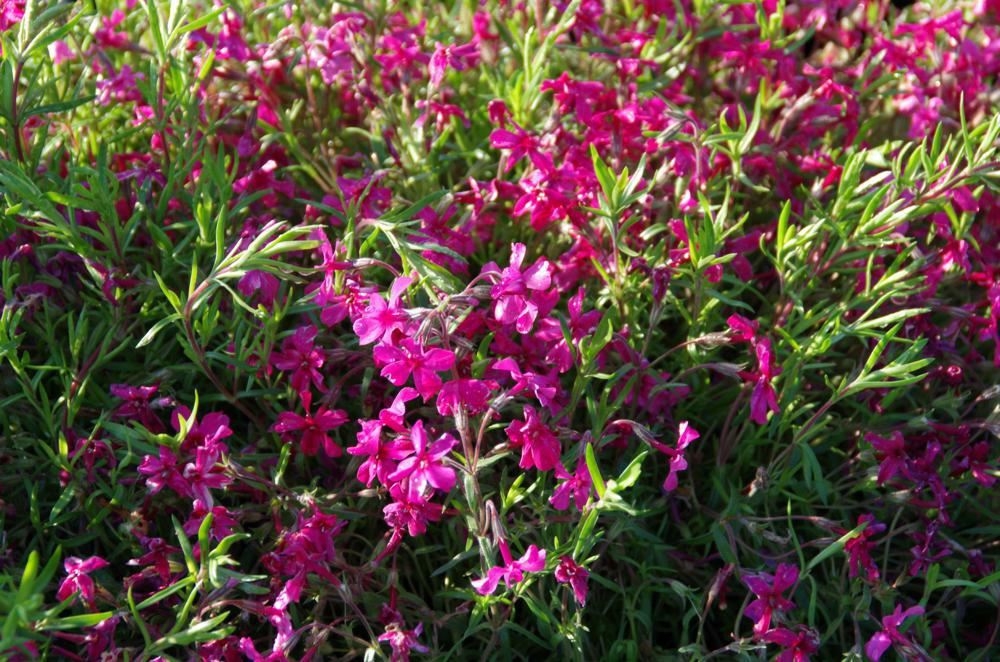 Plantenfiche-Phlox-Atropurpurea-