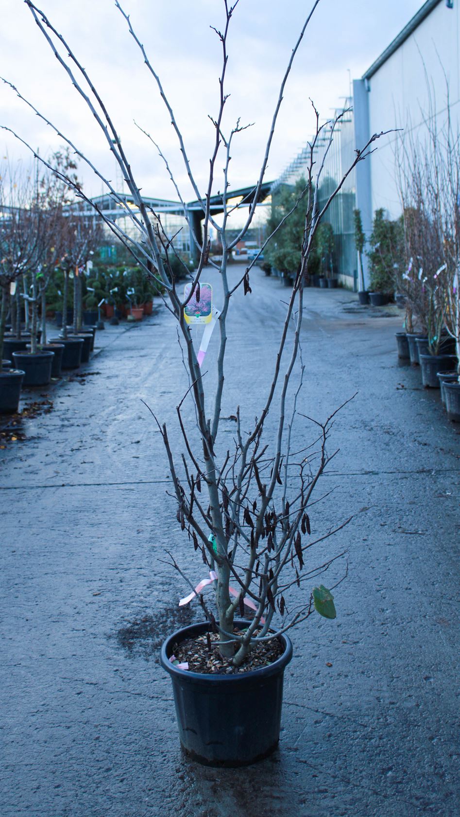 Cercis siliquastrum - pot 35L - 175-200 cm