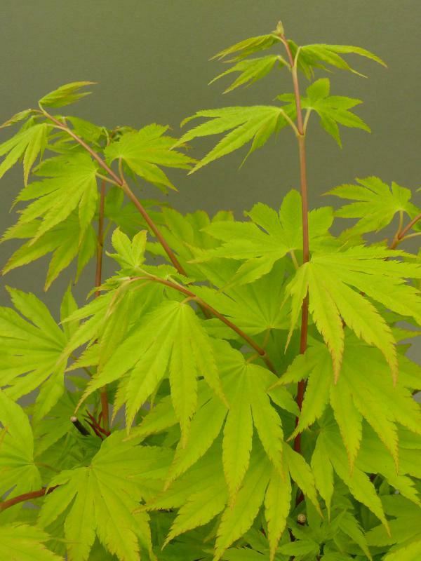 Plantenfiche-Acer-shirasawanum-Jordan-