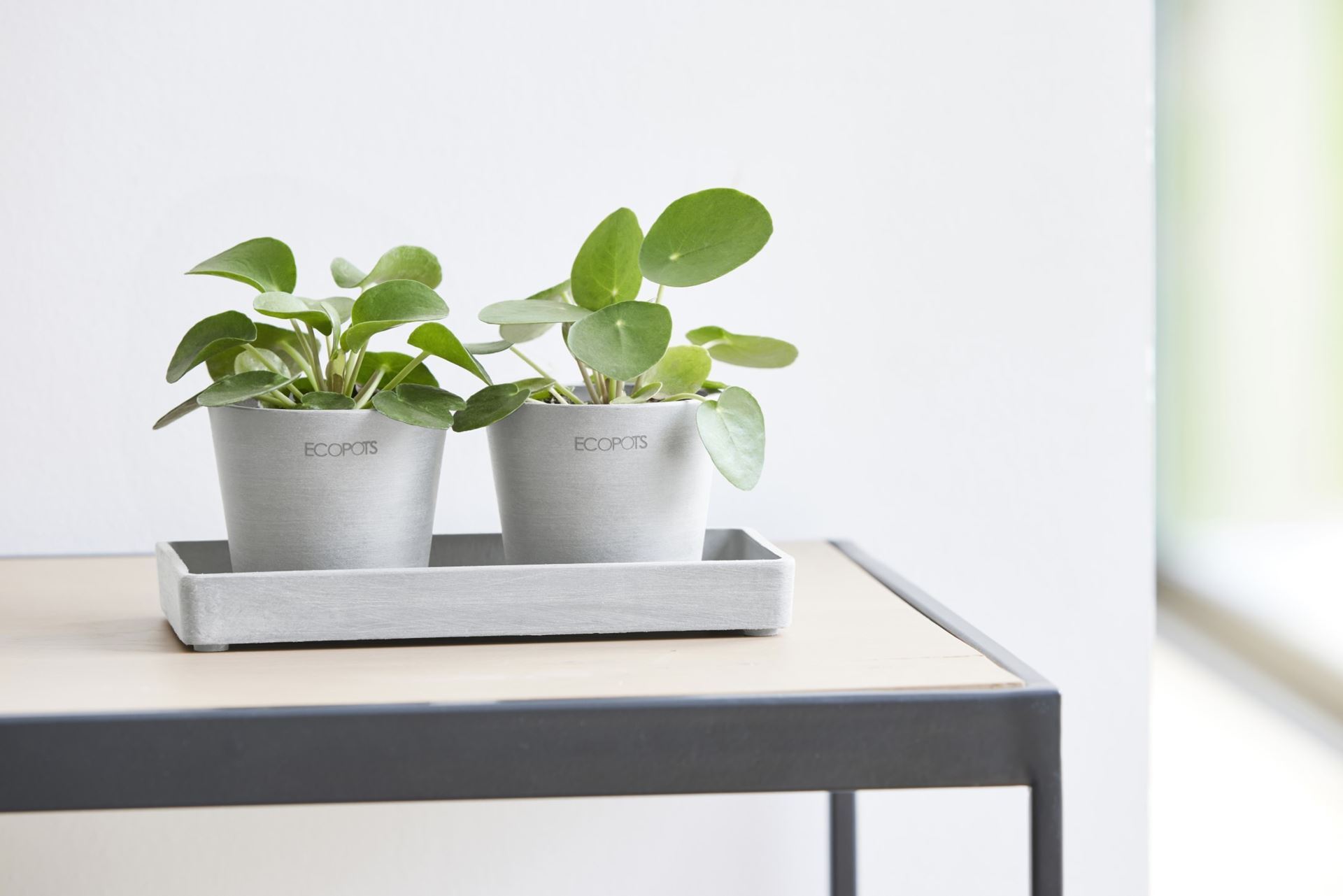 Ecopots-display-platter-white-grey-20-LBH-20x10x2-5-cm