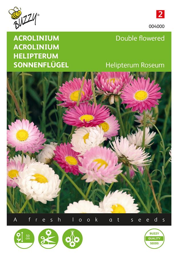 Buzzy acrolinium Dubbelbloemig, gemengd