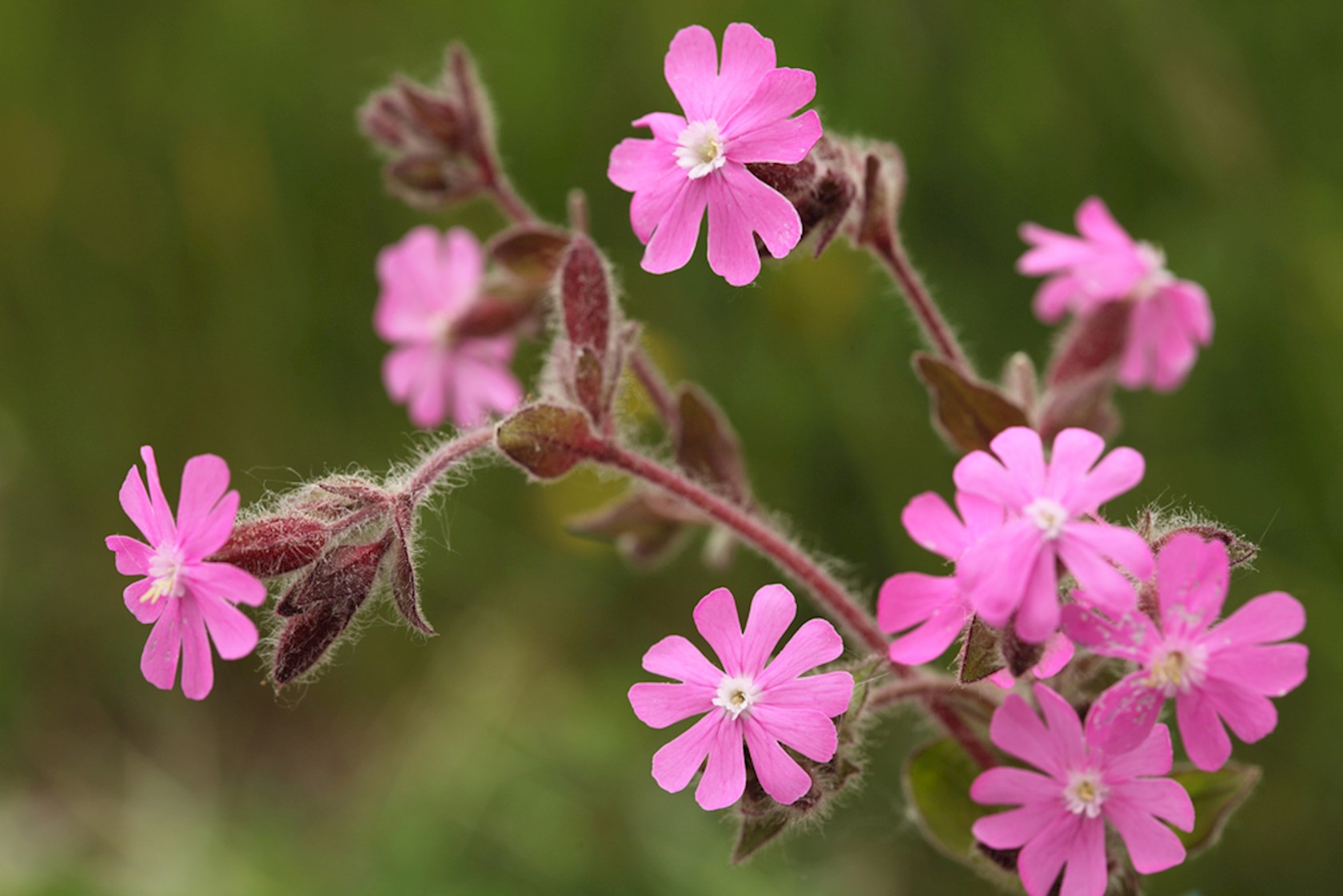 Plantenfiche-Silene-dioica