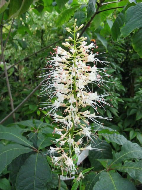 Plantenfiche-Aesculus-parviflora