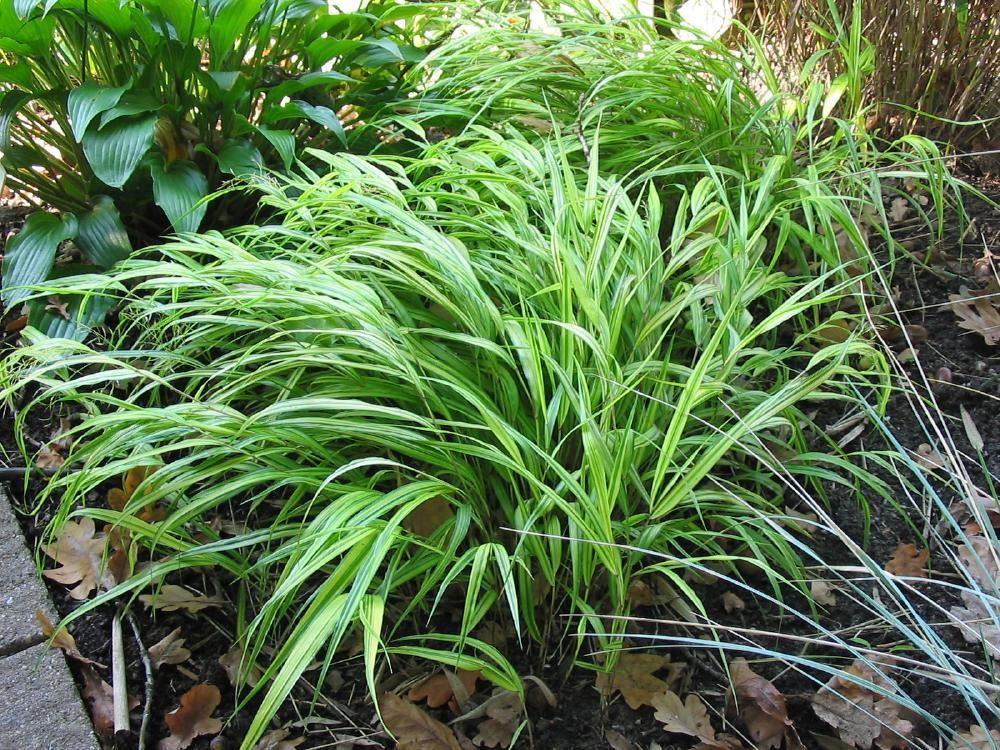 Plantenfiche-Hakonechloa-macra-Aureola-