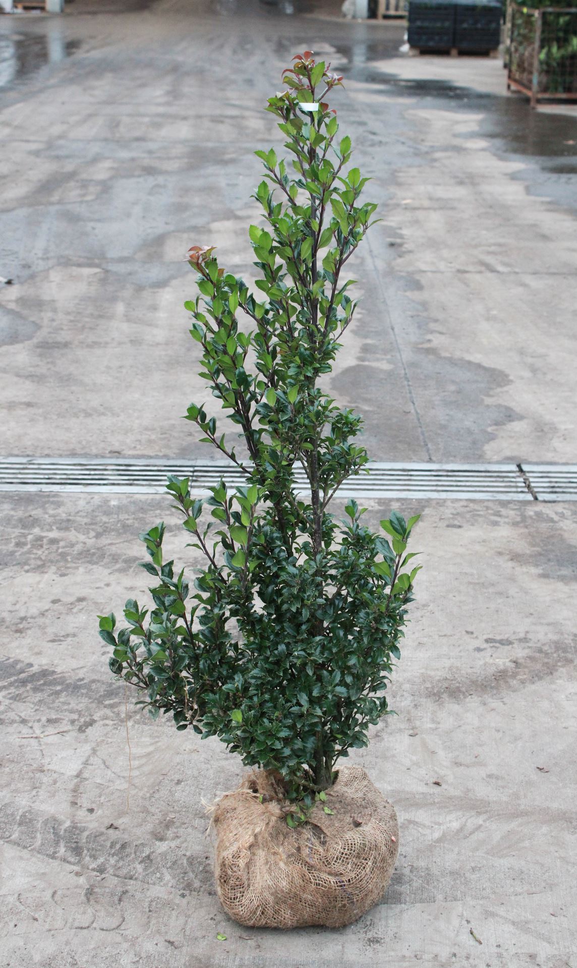 Ilex x meserveae 'Heckenstar' - clod of earth - 100-125 cm