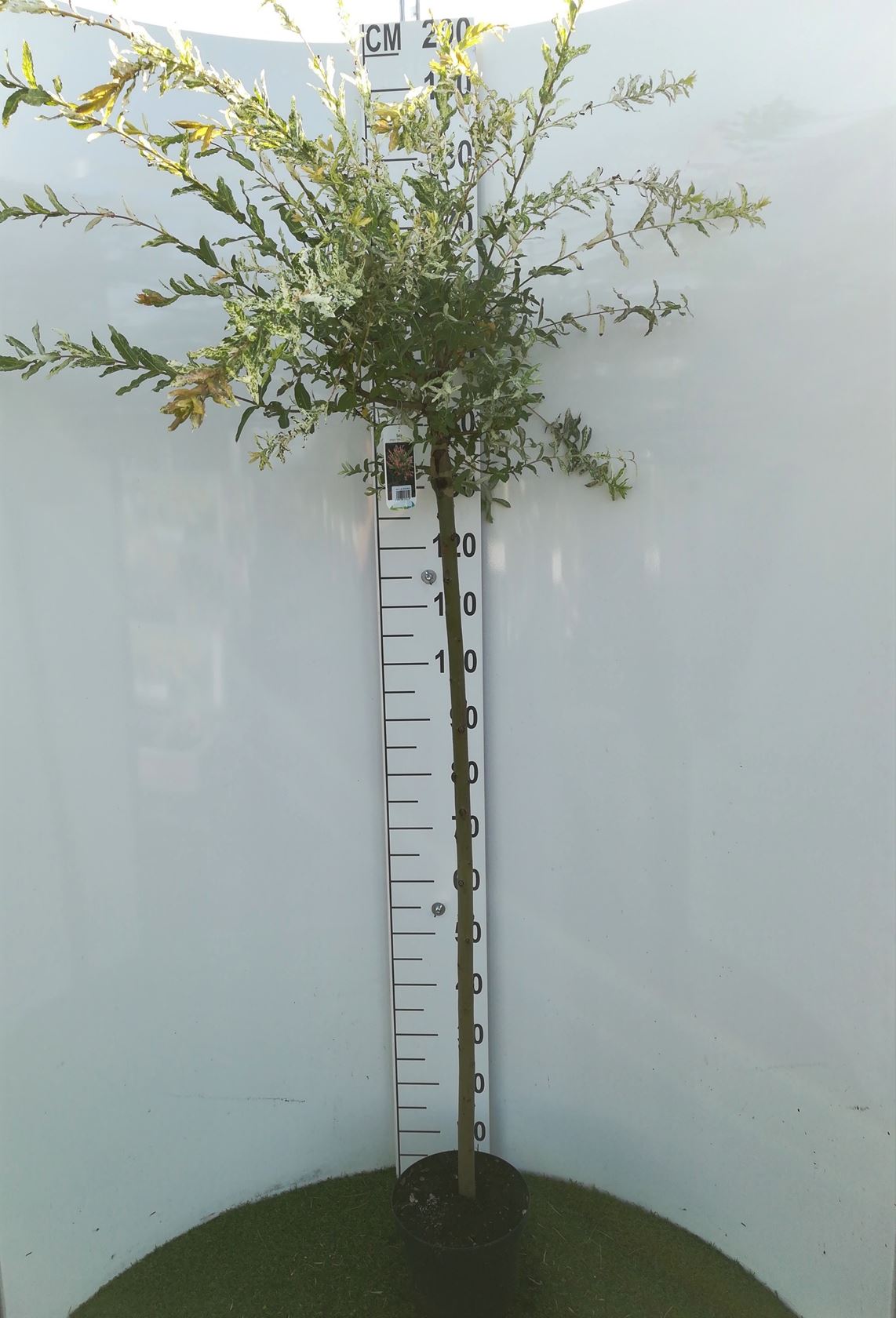 Salix integra 'Hakuro-nishiki' - pot - grafted at stem height 120 cm