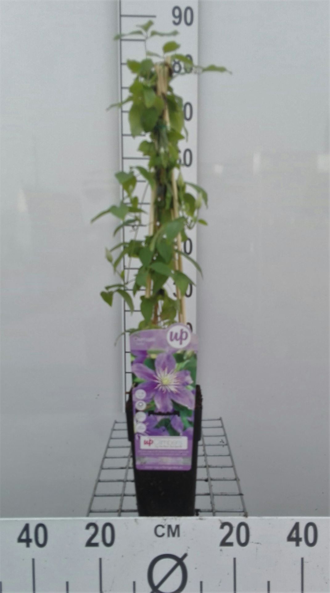 Clematis 'Justa' - pot - 50-60 cm