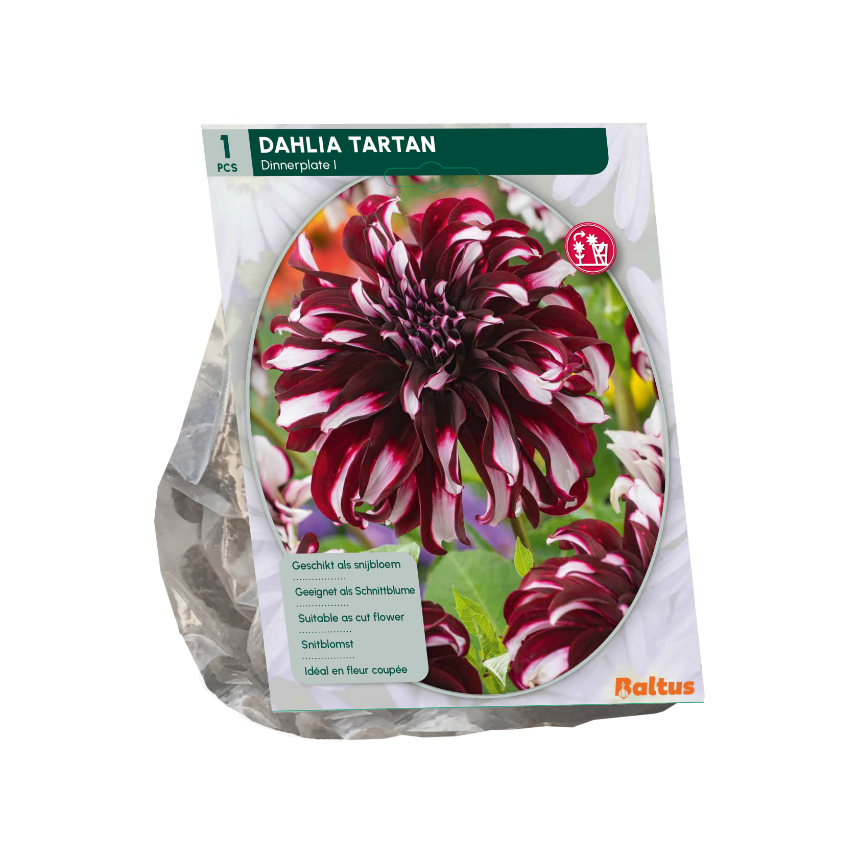 Baltus dahlia 'Dinnerplate Tartan' - Najaarsbloeiers - 1 bol (Rood-wit)