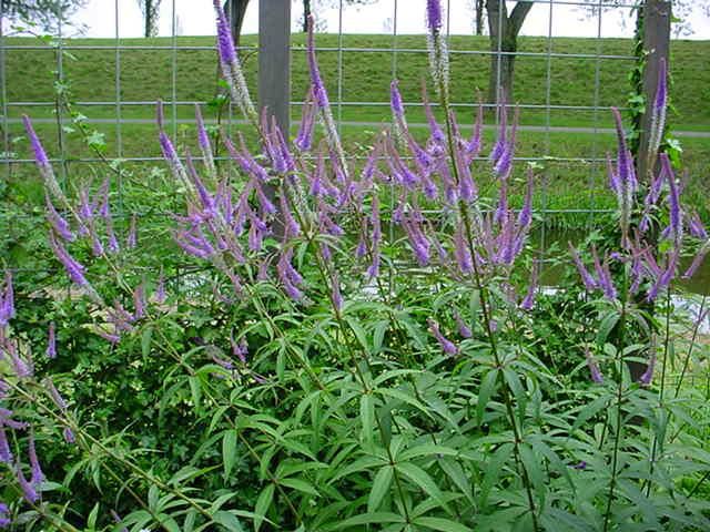 Plantenfiche-Veronicastrum-virginicum-Fascination-