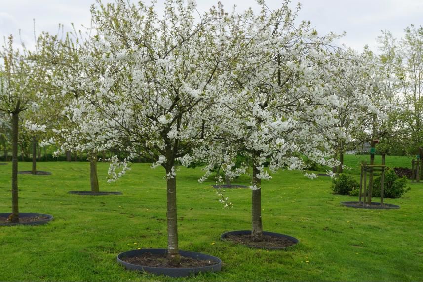 Plantenfiche-Prunus-cerasus-Morello-Zure-kers-