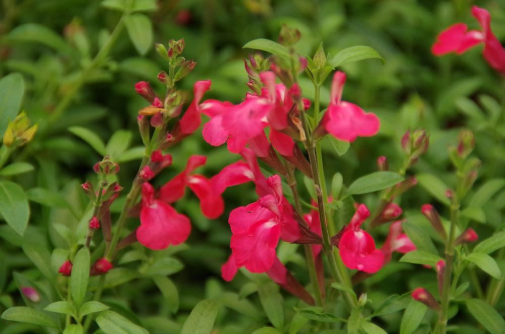 Plantenfiche-Salvia-greggii-Lipstick-