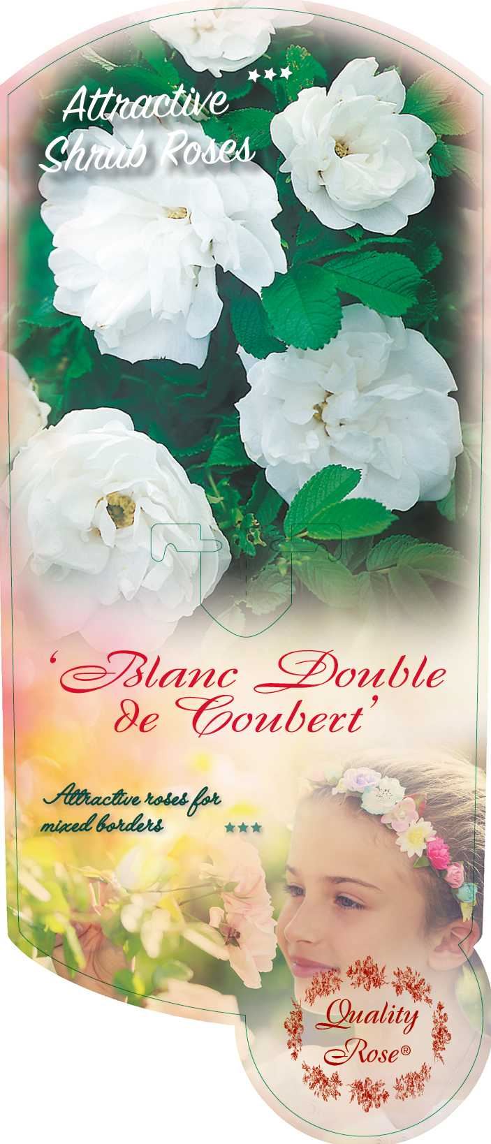 Rosa 'Blanc Double de Coubert' - pot