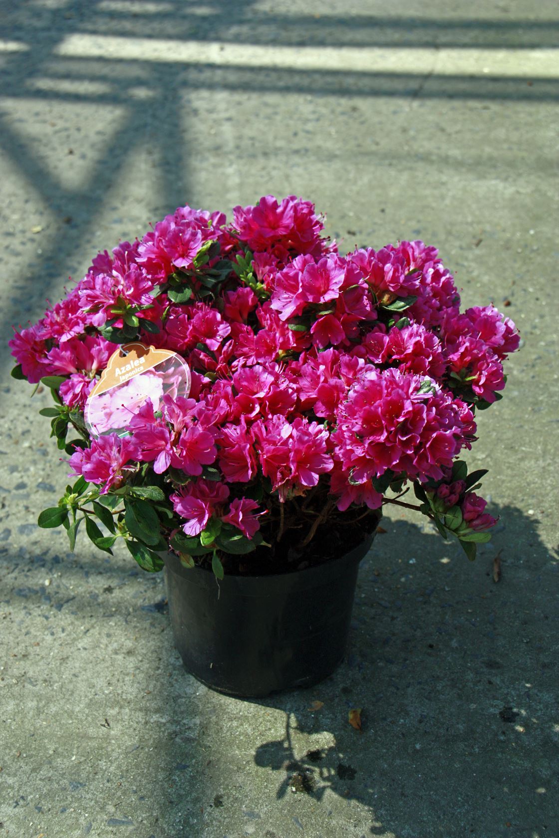 Azalea japonica - rood - pot - 25-30 cm