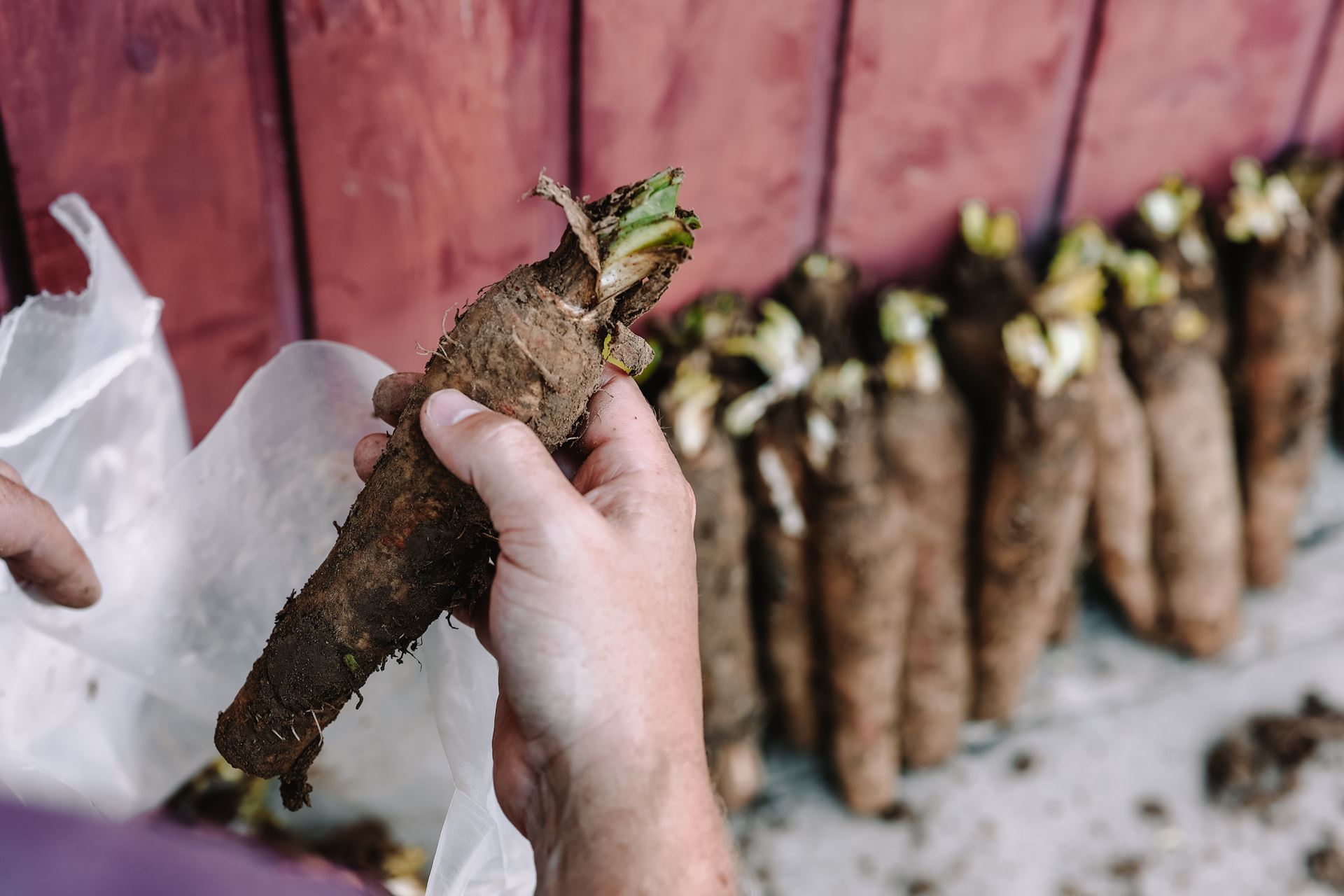 Witloofwortel-Mr-Chicon-zak-20stuks