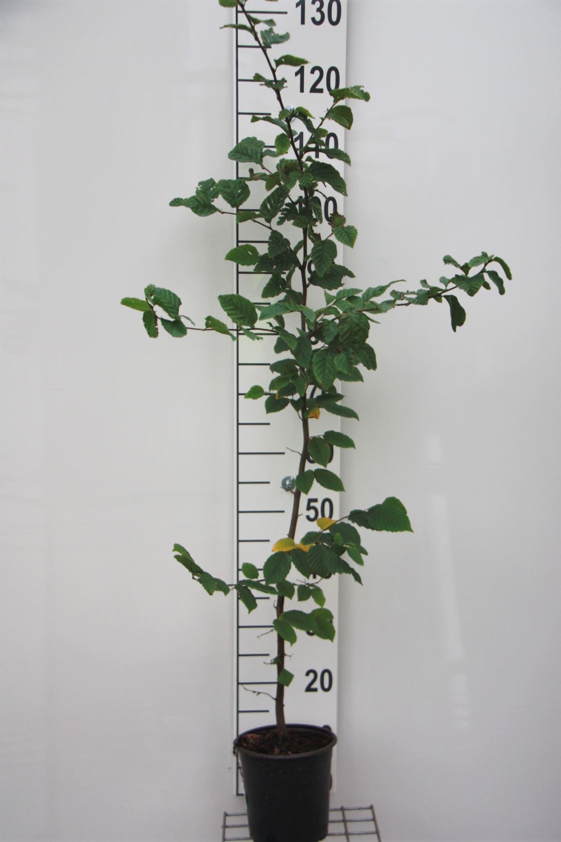 Carpinus betulus - pot - 80-100 cm