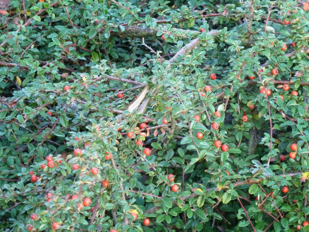 Plantenfiche-Cotoneaster-x-suecicus-Skogholm-