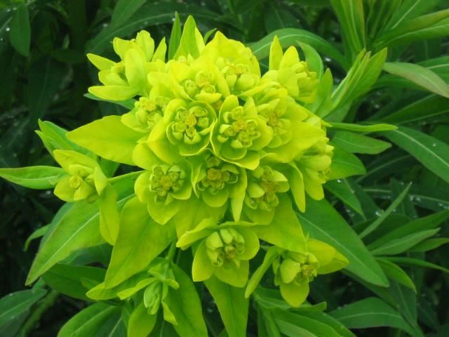 Plantenfiche-Euphorbia-palustris-Walenburg-s-Glorie-