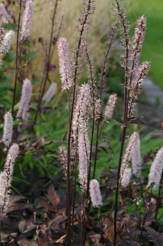 Plantenfiche-Actaea-simplex-Pink-Spike-