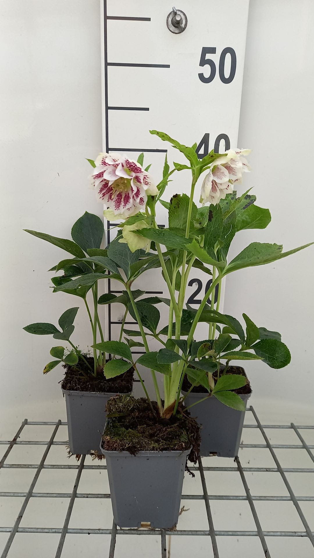 Helleborus orientalis 'Double Ellen Pink' - pot 9x9 cm