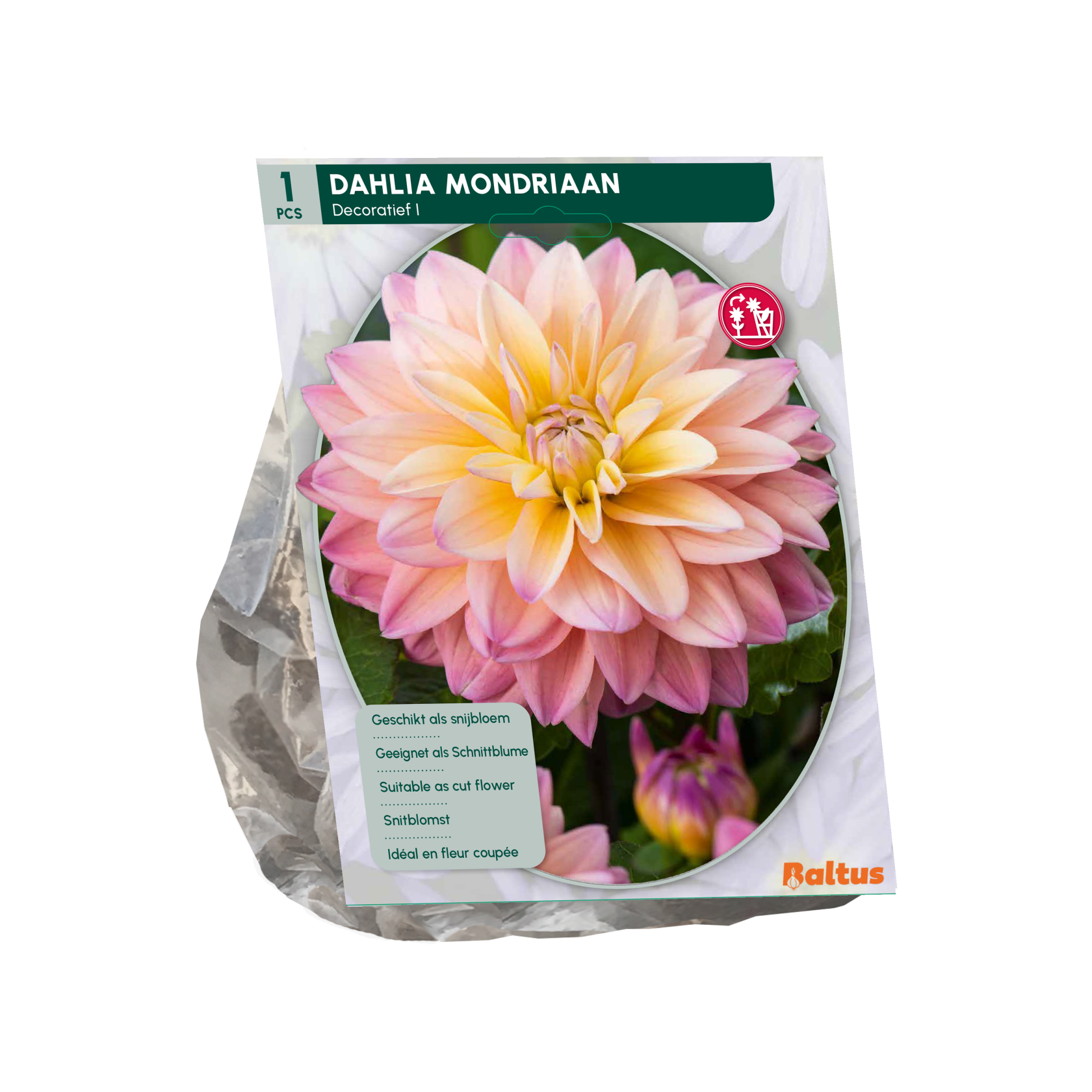 Baltus dahlia 'Mondriaan' - Najaarsbloeiers - 1 bol (roze-geel)