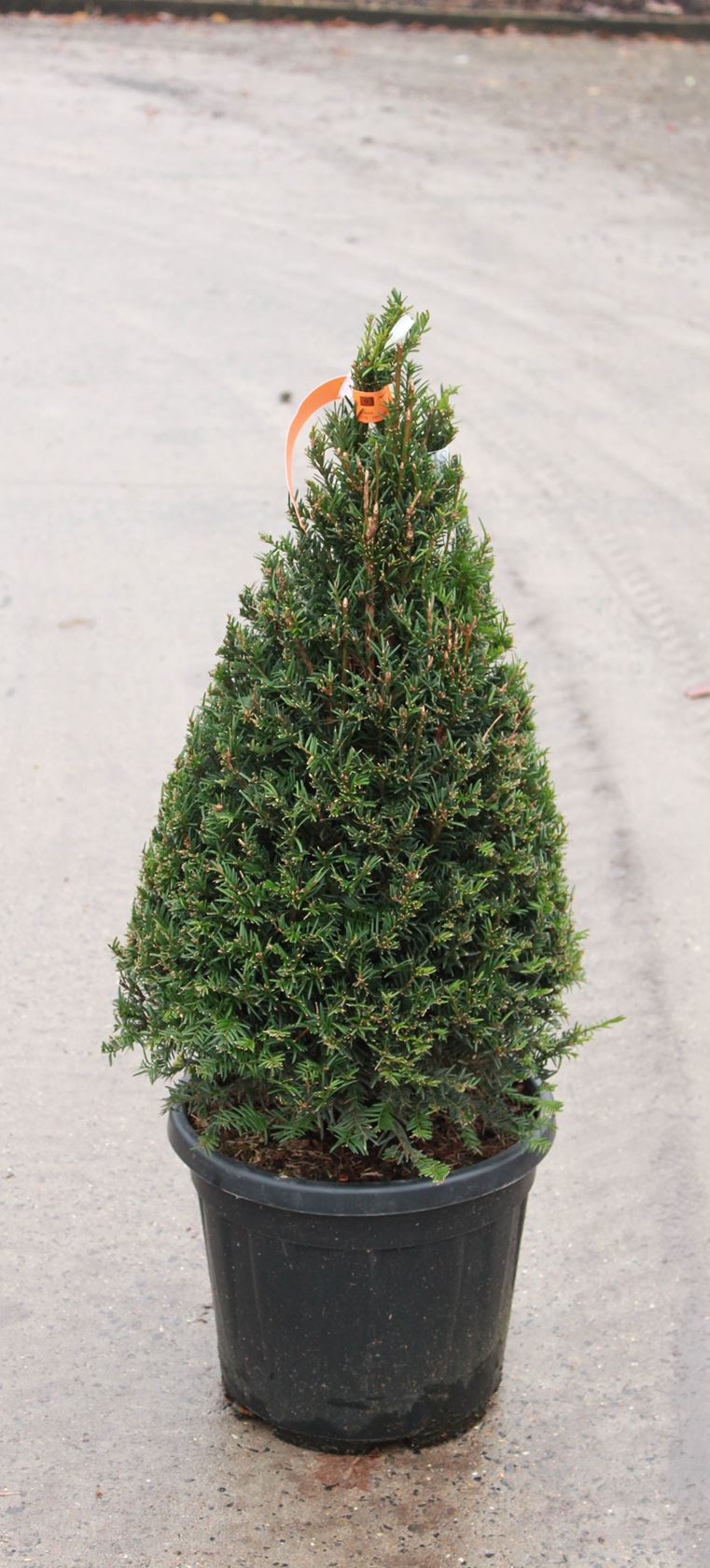 Taxus baccata - pot - 90-100 cm - piramidevorm