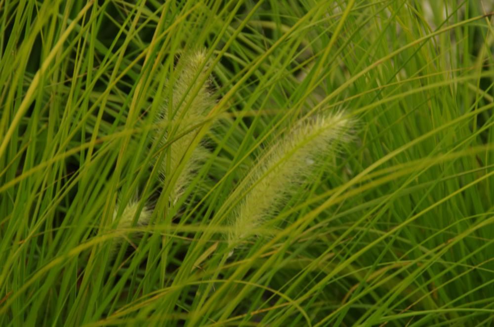 Plantenfiche-Pennisetum-alopecuroides-JS-Jommenik-