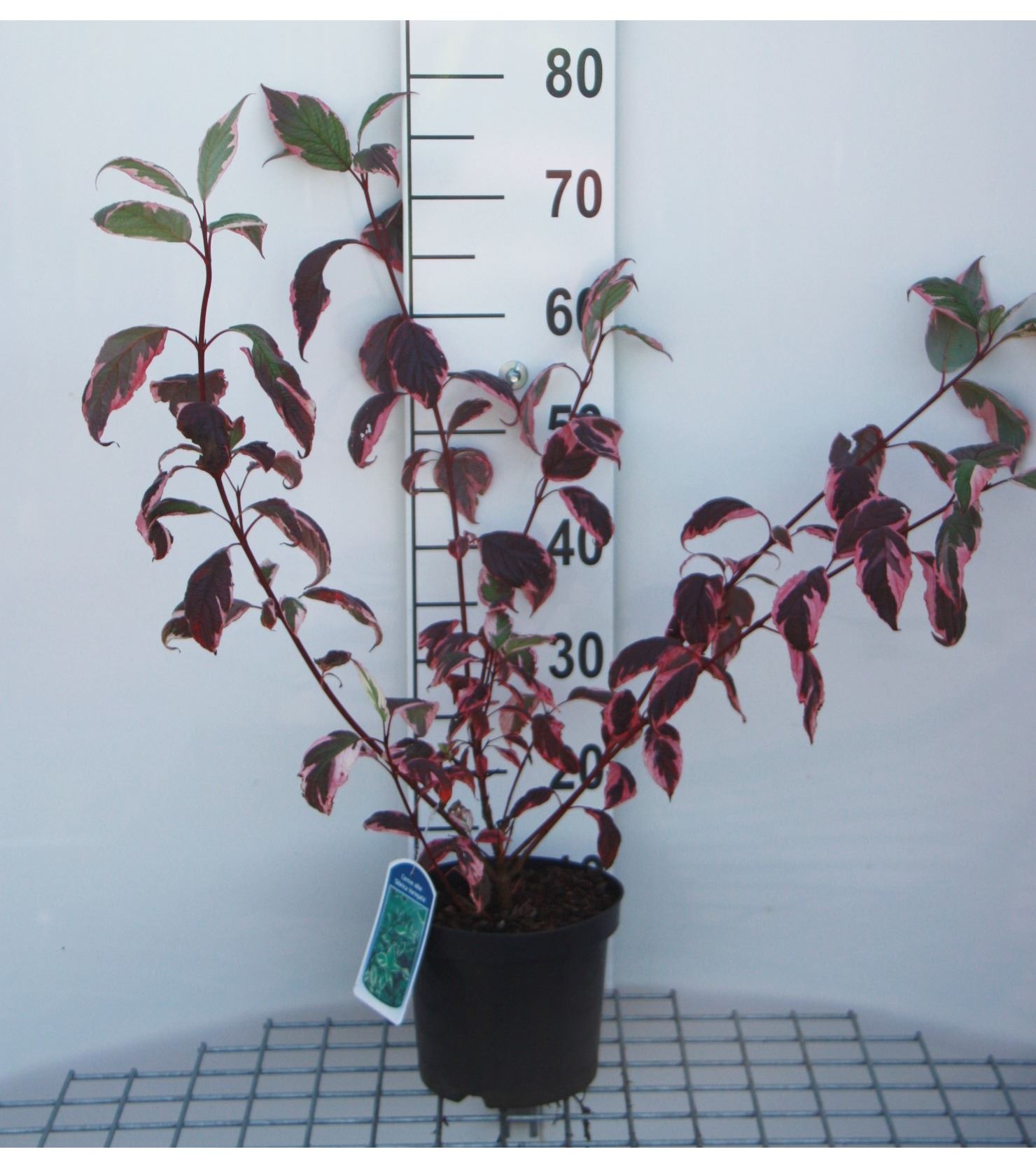 Cornus alba 'Sibirica Variegata' - pot - 50-60 cm