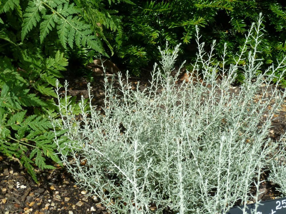 Plantenfiche-Helichrysum-italicum-Kerrieplant-