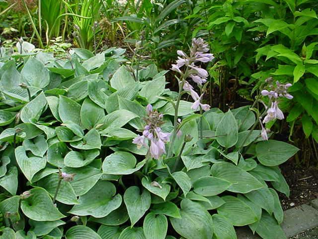 Plantenfiche-Hosta-Halcyon-