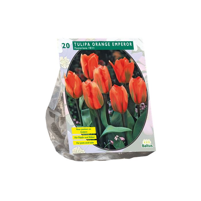 Tulipa-Orange-Emperor-Fosteriana-per-10