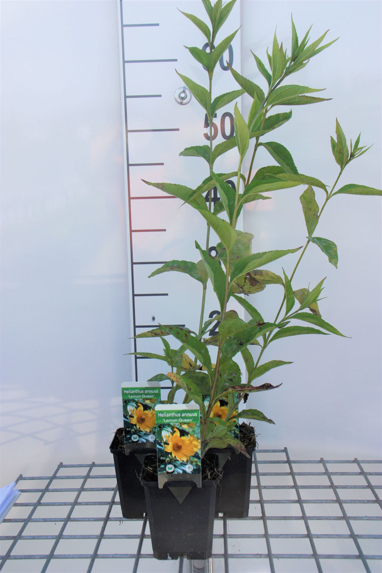 Helianthus 'Lemon Queen' - pot 9x9 cm