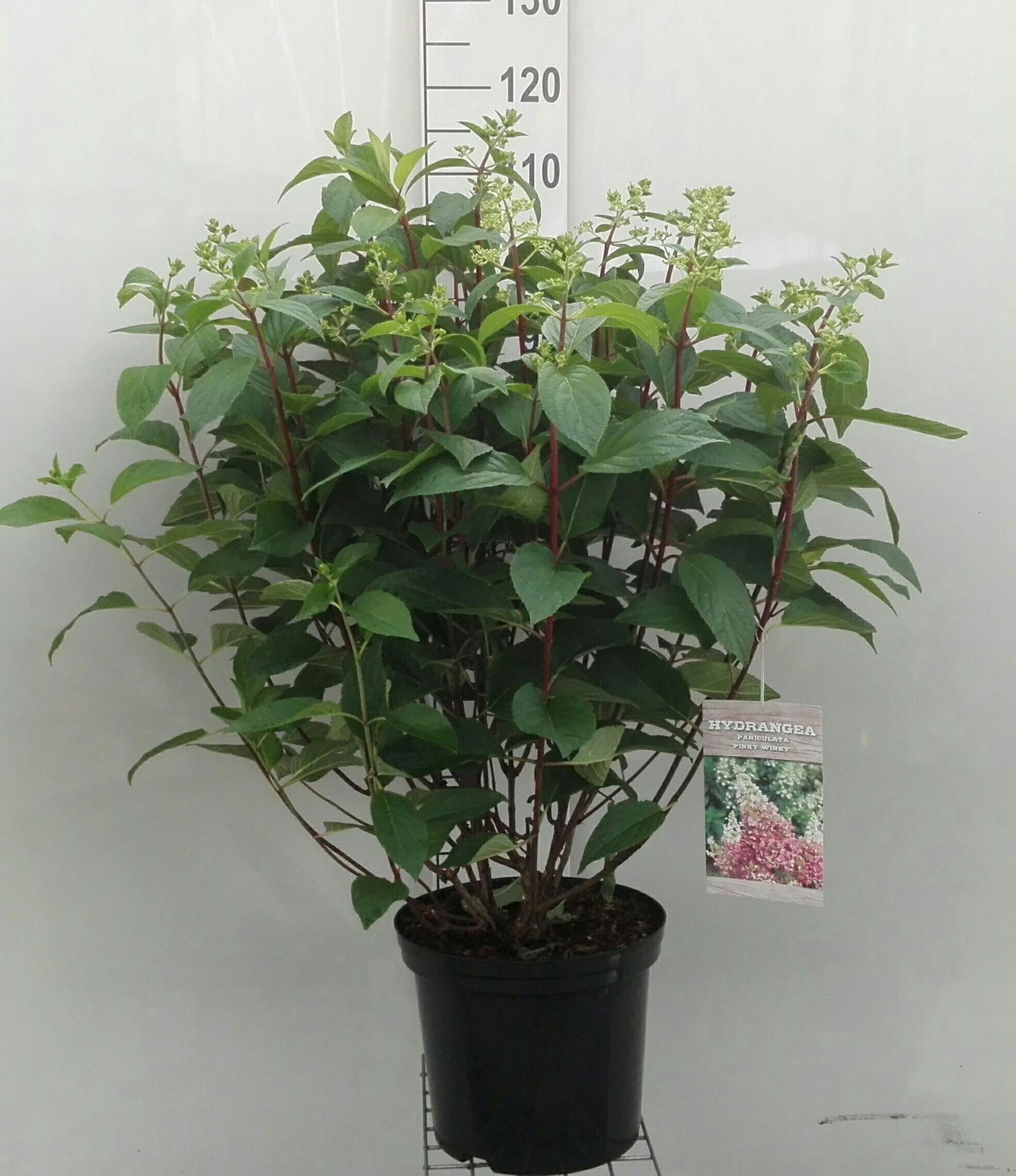 Hydrangea paniculata 'DVPPinky' (Pinky Winky) - pot 12L - 80-100 cm