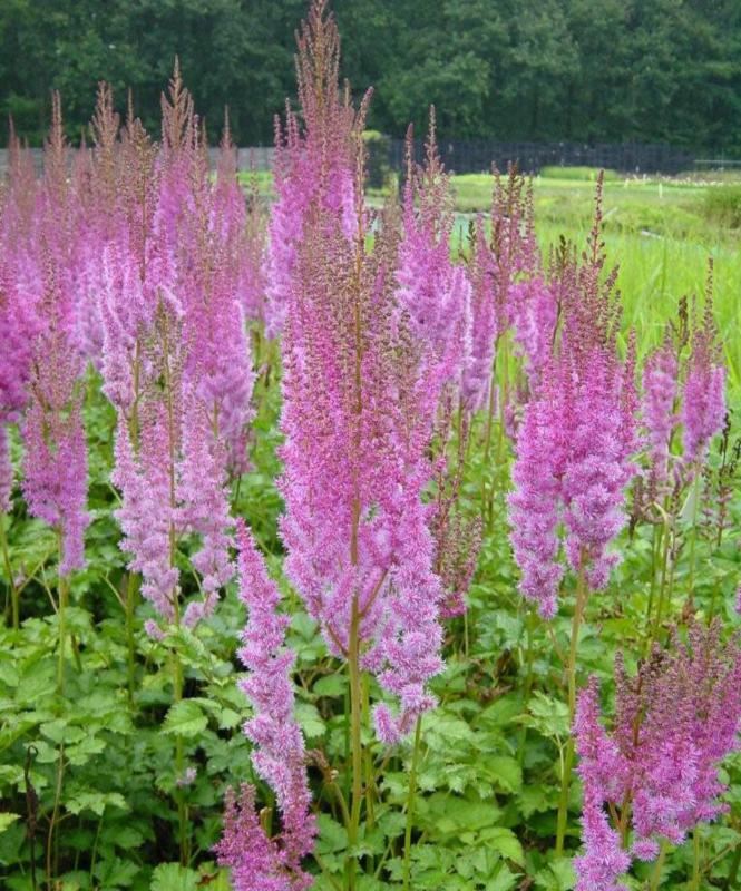 Plantenfiche-Astilbe-chinensis-Superba-