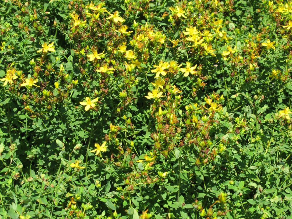 Plantenfiche-Hypericum-perforatum-Sint-Janskruid-