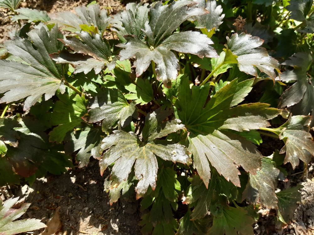 Plantenfiche-Mukdenia-rossii-Karasuba-Crimson-Fans-