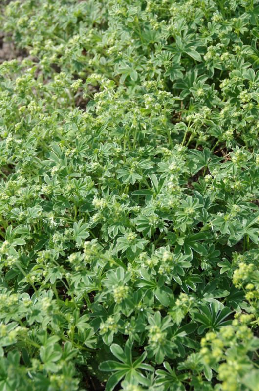 Plantenfiche-Alchemilla-alpina