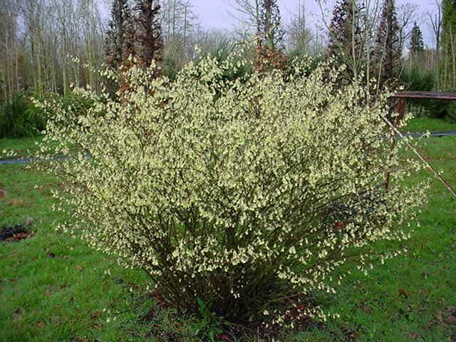 Plantenfiche-Corylopsis-pauciflora