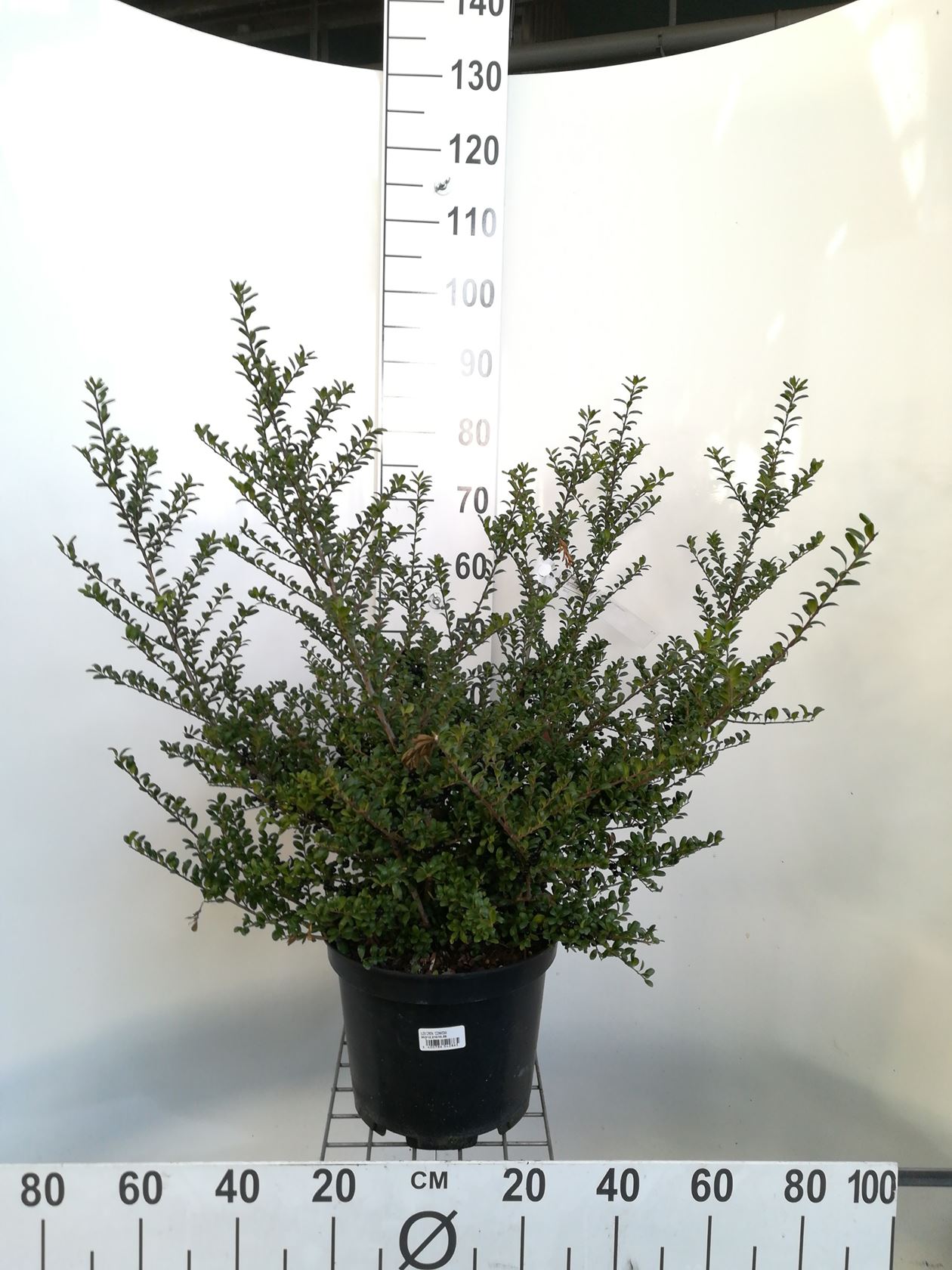 Ilex crenata 'Convexa' - pot 10L - 60-80 cm