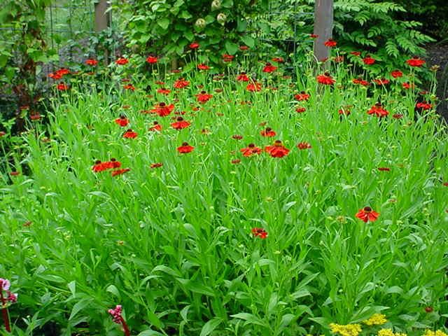 Plantenfiche-Helenium-Moerheim-Beauty-