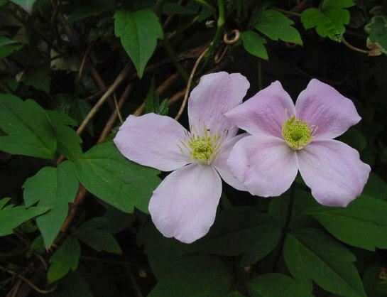 Plantenfiche-Clematis-Fragrant-Spring-