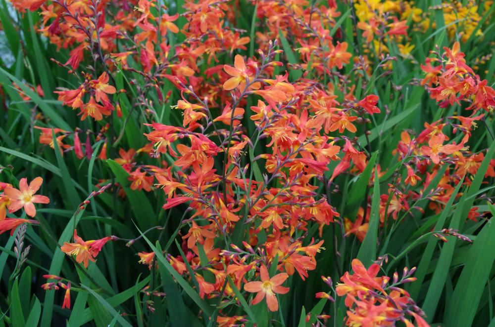 Plantenfiche-Crocosmia-Carmin-Brillant-
