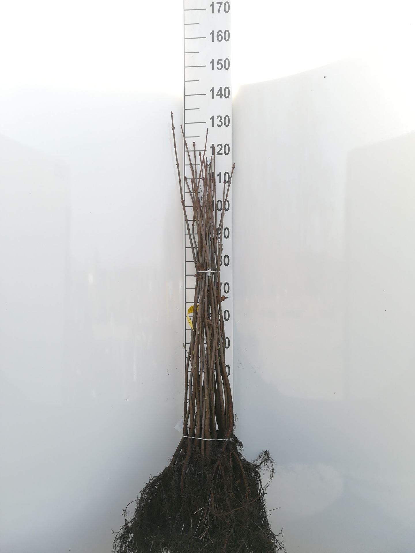 Acer platanoides - bare root - 60-90 cm