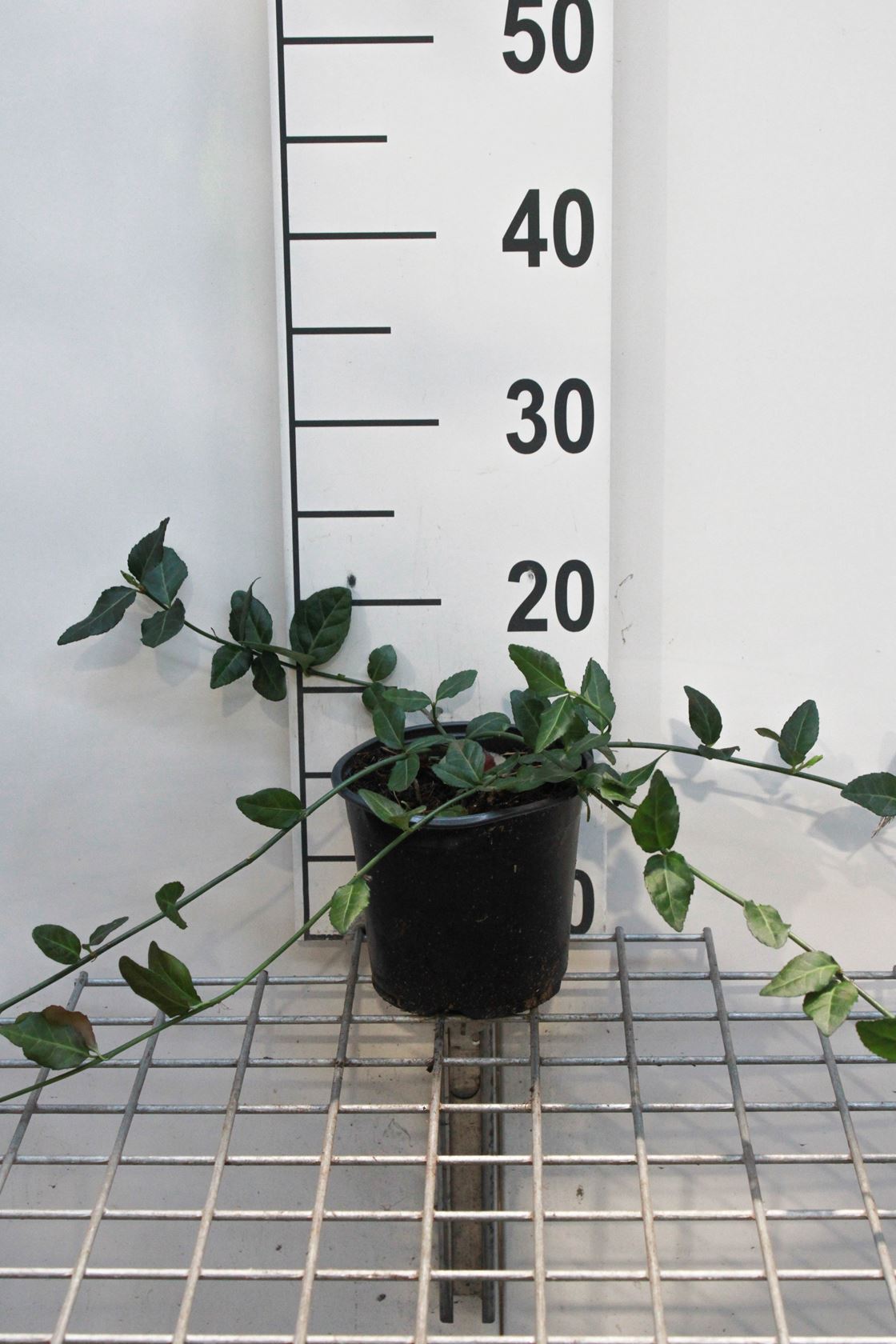 Euonymus fortunei 'Coloratus' - pot - 20-30 cm
