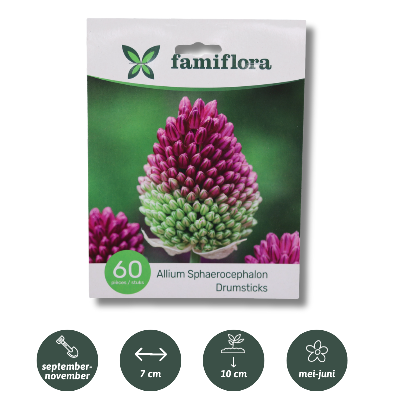 Famiflora Allium Sphaerocephalon - 60 bulbs - Size 5/6 - Spring bloomers