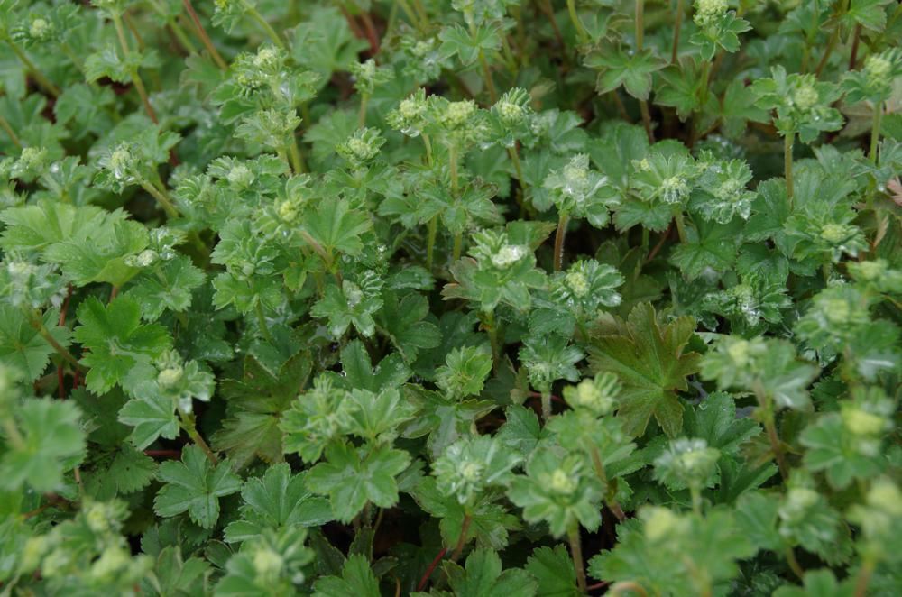 Plantenfiche-Alchemilla-erythropoda
